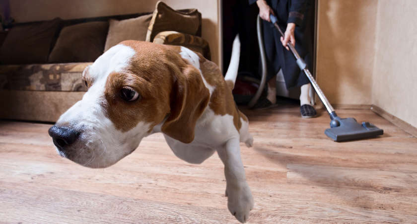N’effrayez plus vos amis les bêtes avec l’aspirateur animaux !